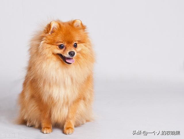 吉娃娃聪明吗，吉娃娃智商是怎么确定的（最小犬种吉娃娃性格怎么样）