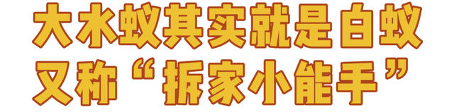 水蚁是什么，水蚁是什么蚂蚁（“水蚁大军”杀到）