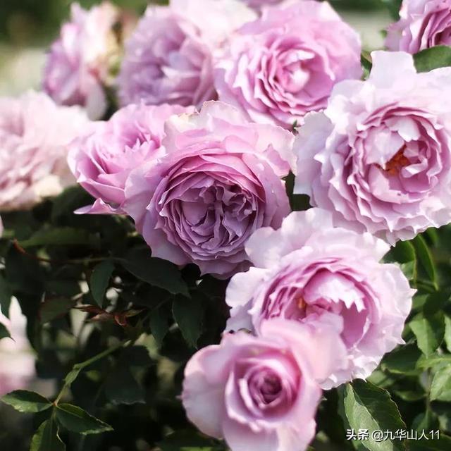 红帽子月季的品种介绍和养殖方法,小红帽月季有几种颜色(常见丰花月季