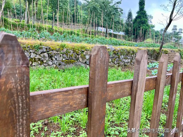 仙女山旅游攻略，重庆旅游景点 仙女山（推荐你去这个免费地方玩）