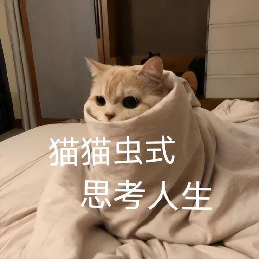 中华田园猫多少钱一只(中华田园猫吃什么)