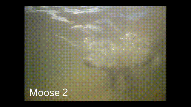 鹿血酒多少钱一瓶，鹿血酒一瓶500ml要多少钱（这是人们认为它是仙兽真正的原因）