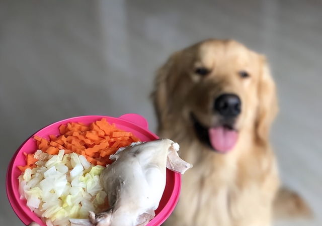 狗能不能吃甜的食物，这些食物对狗狗来说很难“抵挡”