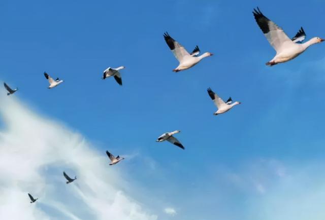 唐宋八大家是哪八位，唐宋八大家是哪八位唐代的有哪几位宋代有哪几位（“唐宋八大家”水平最高的10首诗排名）