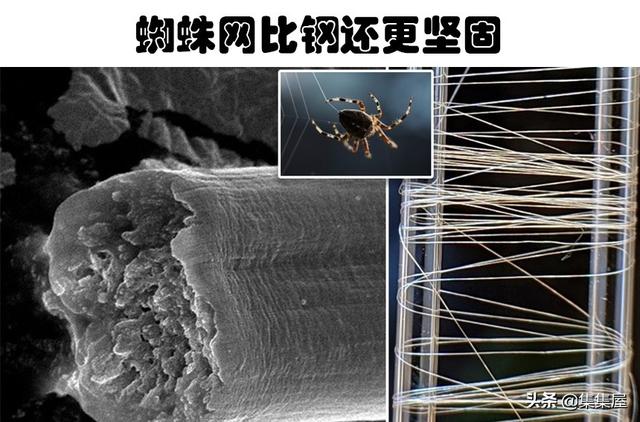 蜘蛛丝为什么那么坚韧，蜘蛛丝为什么那么坚韧不易破坏（可能会改变你对世界认知的6个冷知识）