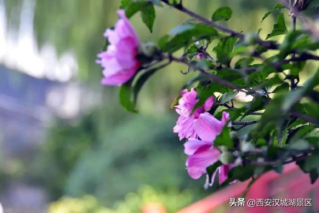 唯美图片清新简约 请允许我成为你的夏季，唯美图片清新简约头像（是时候给你点“颜色”看看了……）