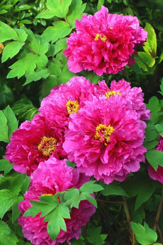 牡丹花的寓意和花语，牡丹花的花语和寓意是什么（牡丹花寓意、花语）