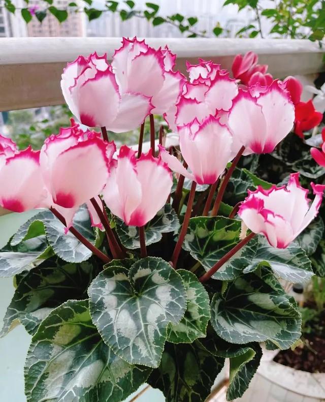 春天开的常见的花，春天开的常见的花图片（超齐全的播种时间表）