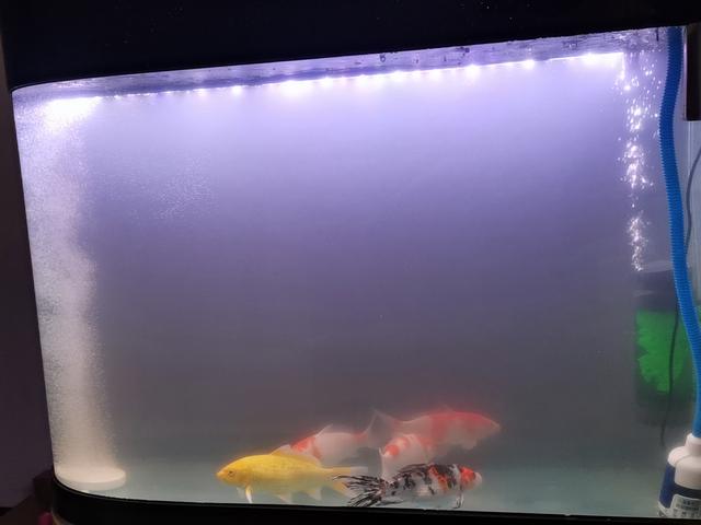 鱼缸增氧泵的使用方法，氧气泵需要一直开着吗