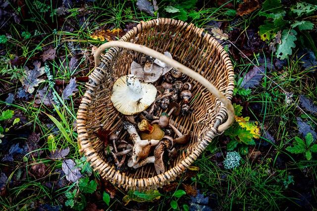 食用菌菇类十大排名，十大最好的菌菇排名是什么（盘点世界上最贵的菌菇）