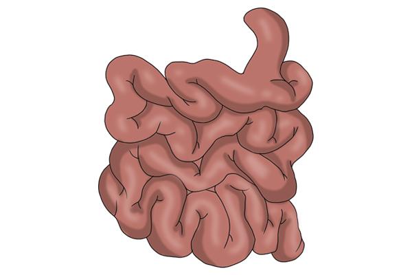 蒲公英茶的作用，蒲公英茶的功效与作用（蒲公英能在48小时内）