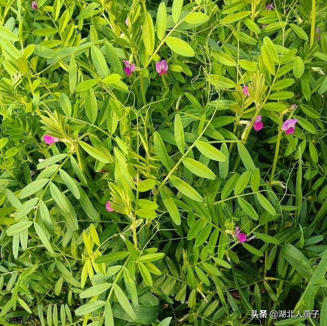 农村100种野菜图片，农村100种常见野菜（让你轻松认识各种野菜和吃法）