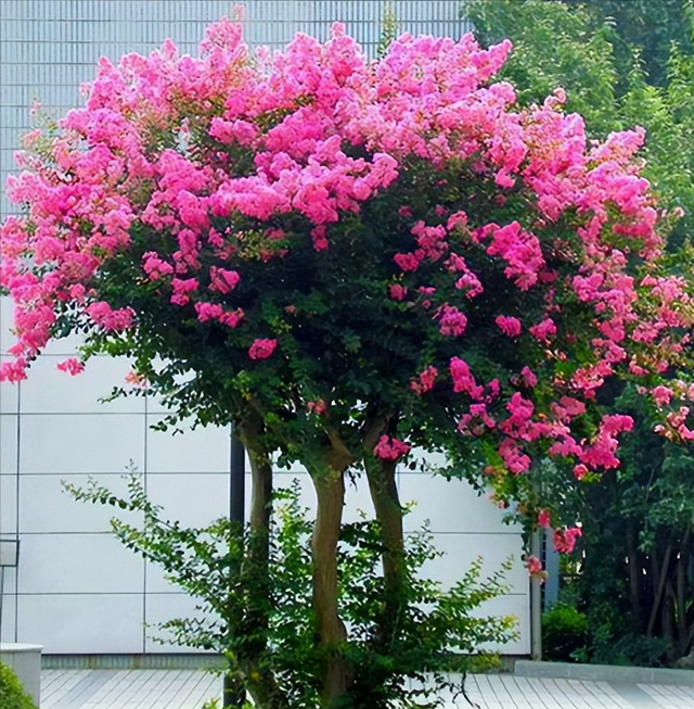 好听的树的名字，爱情树的名字大全简单而有寓意（5种“名花树”）