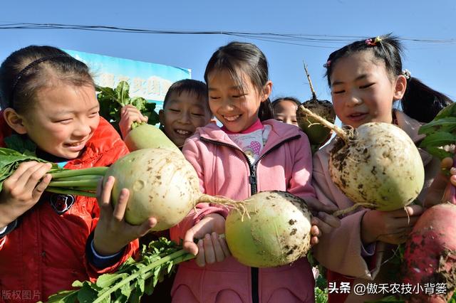 白萝卜种植时间和方法，种白萝卜的正确方法（高产萝卜种植技术）