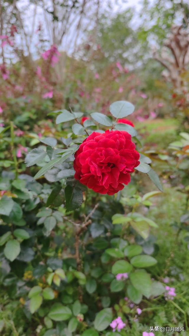 深圳市仙湖植物园，深圳仙湖植物园适合夏天逛吗（深圳仙湖植物园现场实拍图来了）