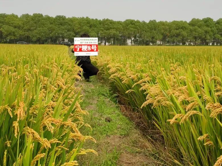 每实（优质食味软米品种宁粳8号）