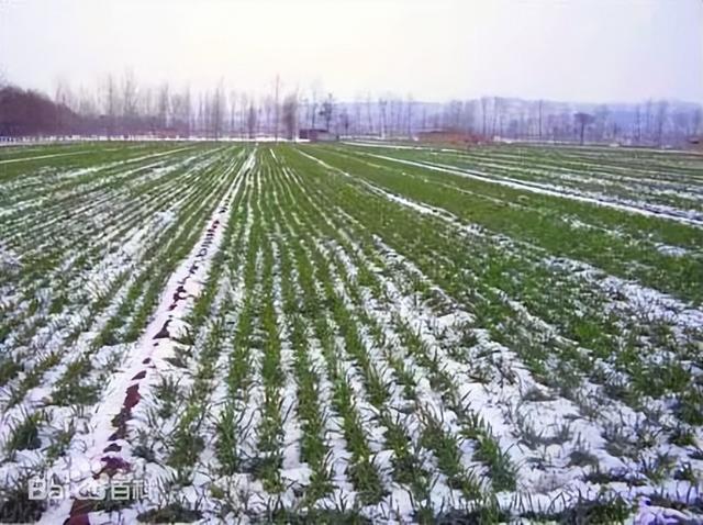 大寒是哪天，2023年大寒是哪天（24节气-大寒）