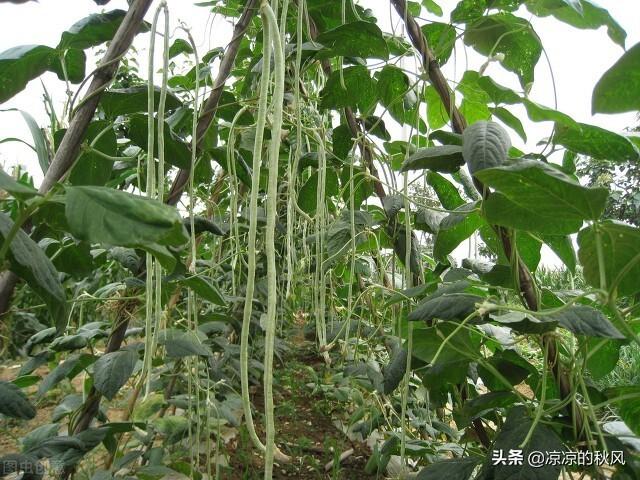 豆角叶怎么煮才好吃，清煮豆角叶的做法（你没有吃过的美食－－豆角叶炒豆角）