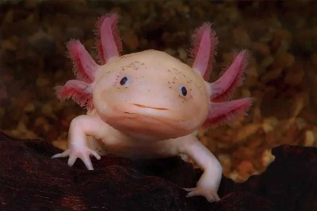 六角恐龙:我真的是濒危动物啊!