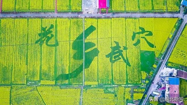 武汉市花是什么，武汉什么花是市花（三月的湖北全是花花花花花花）