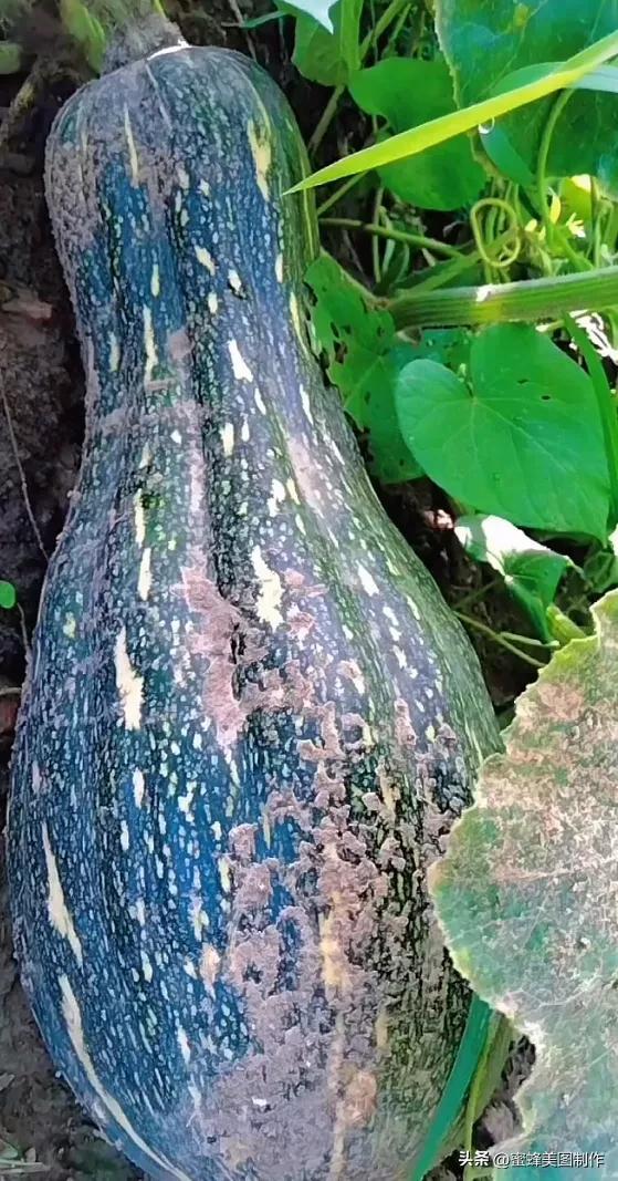 四个季节各有什么水果和蔬菜，四个季节各有什么水果和蔬菜和水果（60张水果蔬菜壁纸美图）