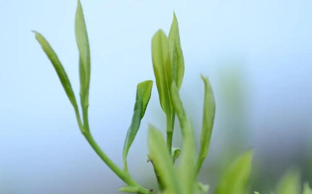 红茶放久了还能喝吗?最多几年，已经放了多年的红茶还能喝吗（老两口家中放了3、5年的红茶还能喝吗）