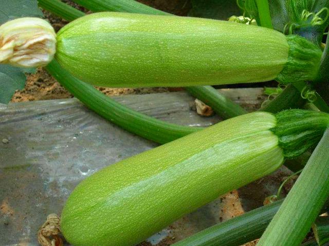 饺子包什么馅好吃，饺子包什么馅的好吃（这2种馅儿鲜嫩又多汁）