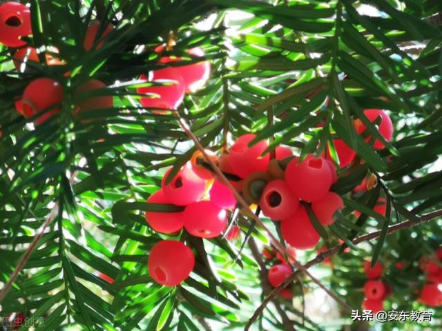 东北红豆杉的栽培及其价值，东北红豆杉的生长环境（“重症监护”中的古树）