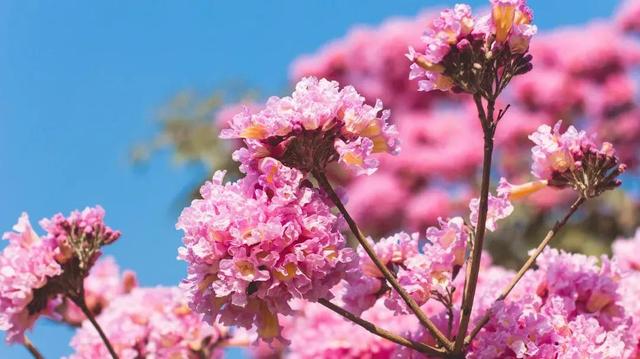 紫花风铃木可以盆栽吗，紫花风铃木北方能成活吗（分享——紫花风铃木）