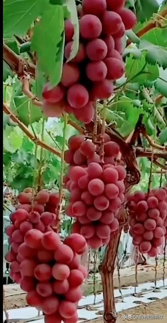 四个季节各有什么水果和蔬菜，四个季节各有什么水果和蔬菜和水果（60张水果蔬菜壁纸美图）