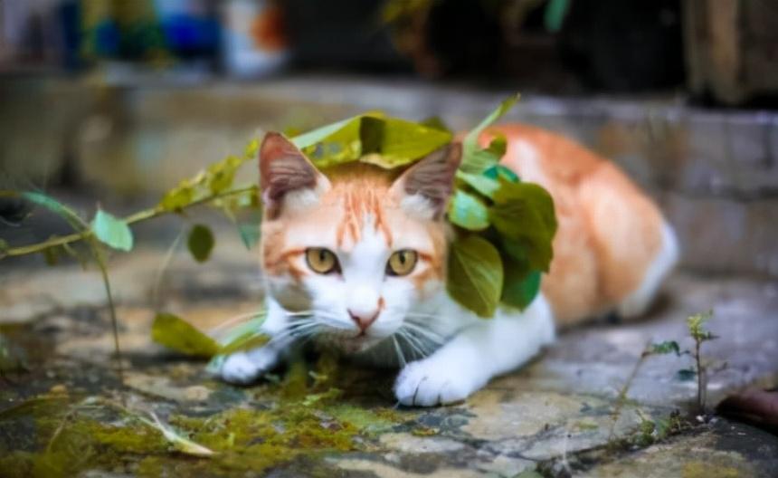 小猫拉稀吃土霉素吃 多少 猫咪拉肚吃土霉素可用量