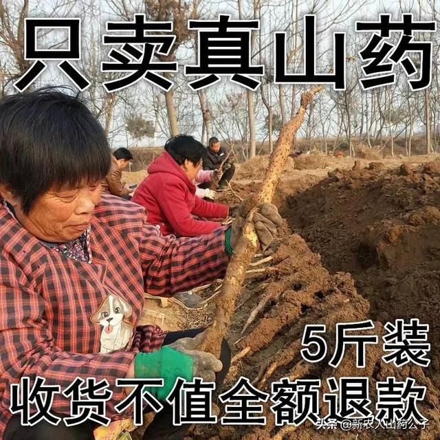 河南焦作铁棍山药，河南焦作铁棍山药的功效与作用（为啥河南温县的火了）