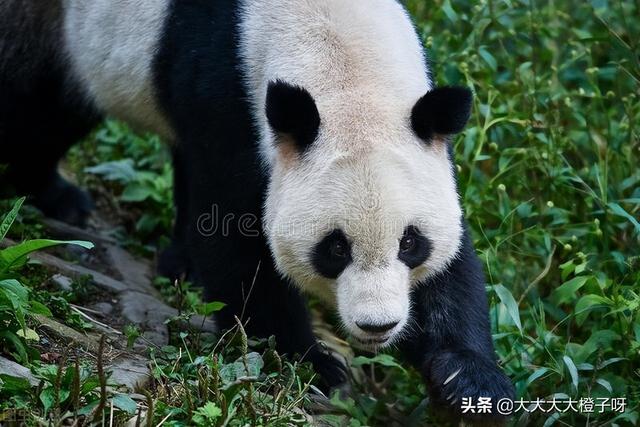 蚩尤骑熊猫什么梗，蚩尤当年骑的真是熊猫吗（蚩尤的坐骑其实是大熊猫）