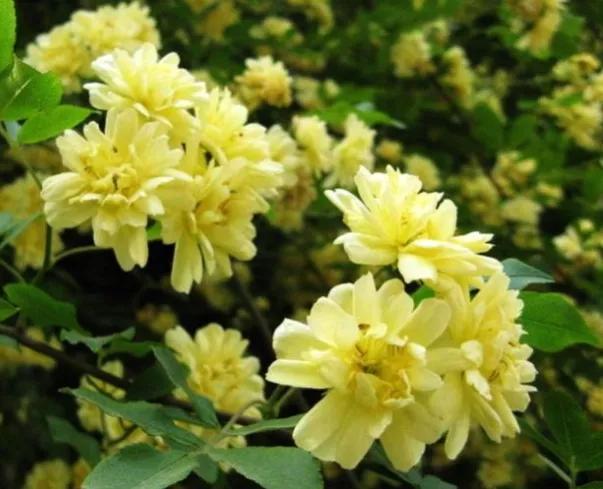 木香花为什么叫鬼招手，木香花为什么不能种（黄木香花，鬼招手）