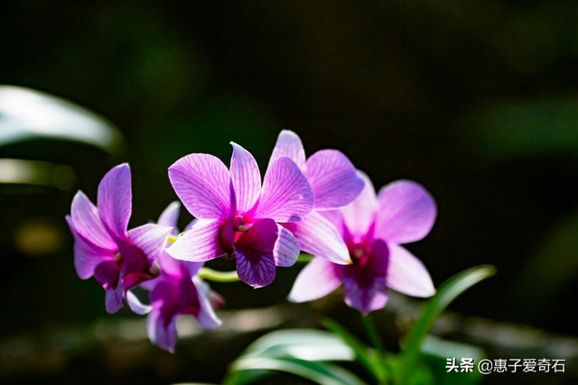 菊花残满地伤下一句是什么，菊花残满地伤的下一句是什么（赞美花中四君子的十二首诗词）
