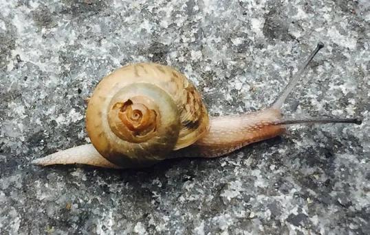 下雨了动物们都有什么样的表现，下雨的时候小动物会有哪些行为（雨后出没的小动物们）