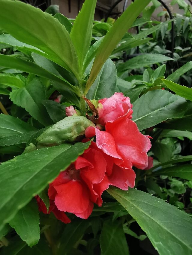 凤仙花种植方法和时间，凤仙花的种植方法和注意事项（小时候的“玩具”凤仙花）