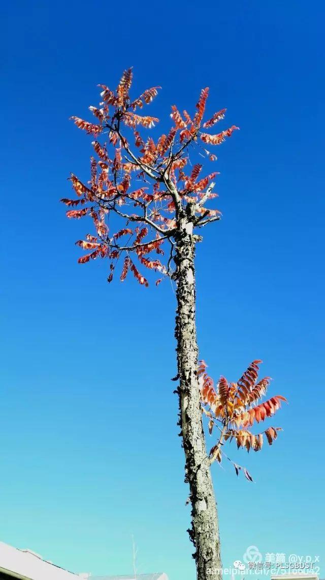 南山公园在哪里，深圳大南山公园开放时间（这是你们熟悉的那个南山公园吗）