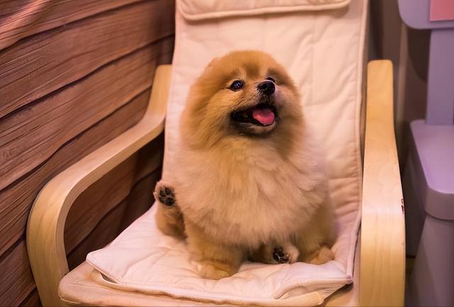 博美犬的优缺点，博美犬的优缺点及性格（博美优缺点：花2分钟看完）