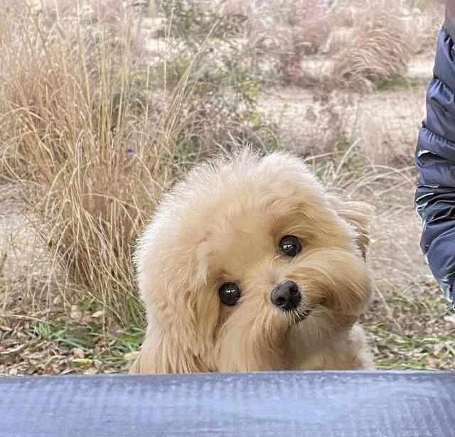 成年马尔泰犬图片