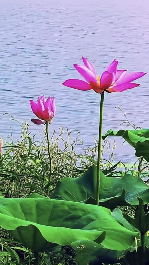 表面上很憨厚，却狡猾如狐狸的是哪个生肖？