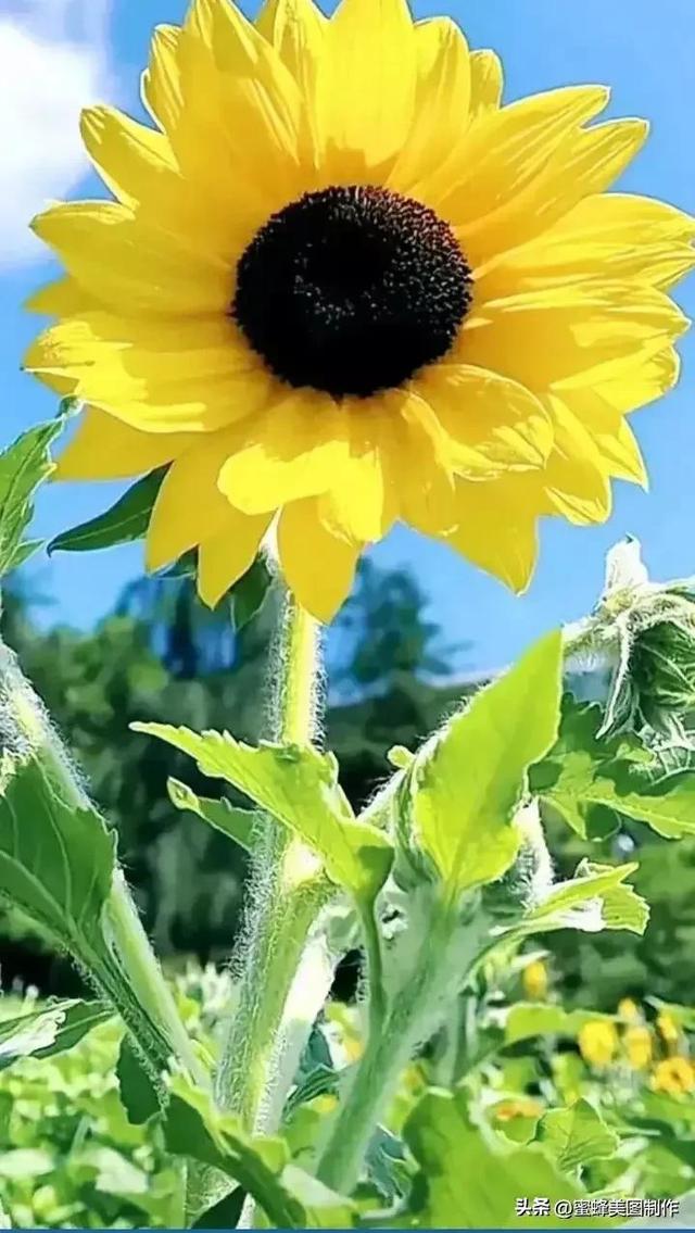 七夕节的图片，七夕浪漫情人节，玫瑰壁纸（七夕节的图片）