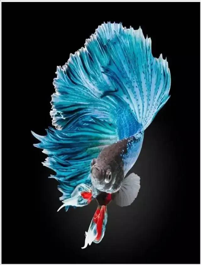 100多种神仙鱼欣赏，鳕鱼图片大全