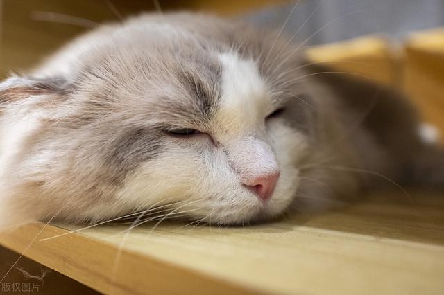 猫怀孕必须要注意六个事项，猫怀孕后的注意事项（怀孕了，猫就要送人吗）