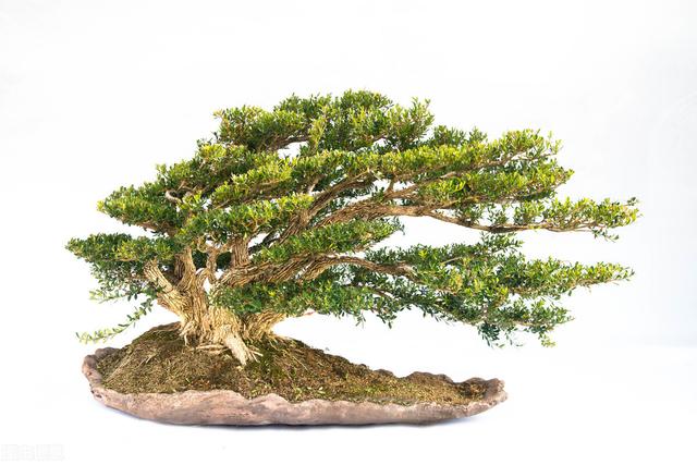 家里养黄杨会带来什么情况，大叶黄杨适合栽家里吗（4种“富贵花”越养越值钱）