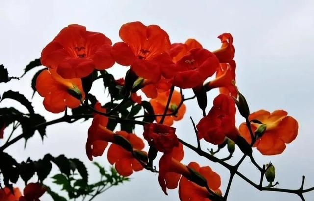 鲜花图片，鲜花图片下载 免费（分享图片：60款精美花卉图）