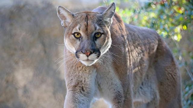 18英尺等于多少米，英制身高对照表（为什么它们相差很多）