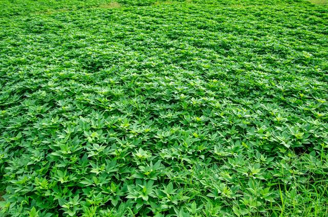 六月初一是什么日子，为何民间有“六月初一