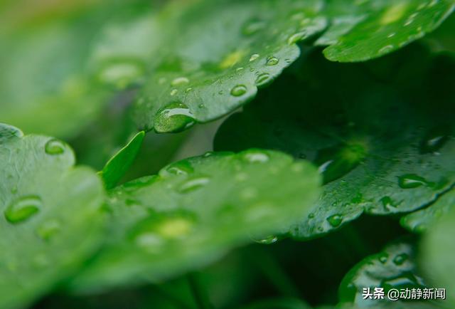 桃花别称，桃花别称男生是玄都女生是红雨（我们一起学过的春风的古雅别称）