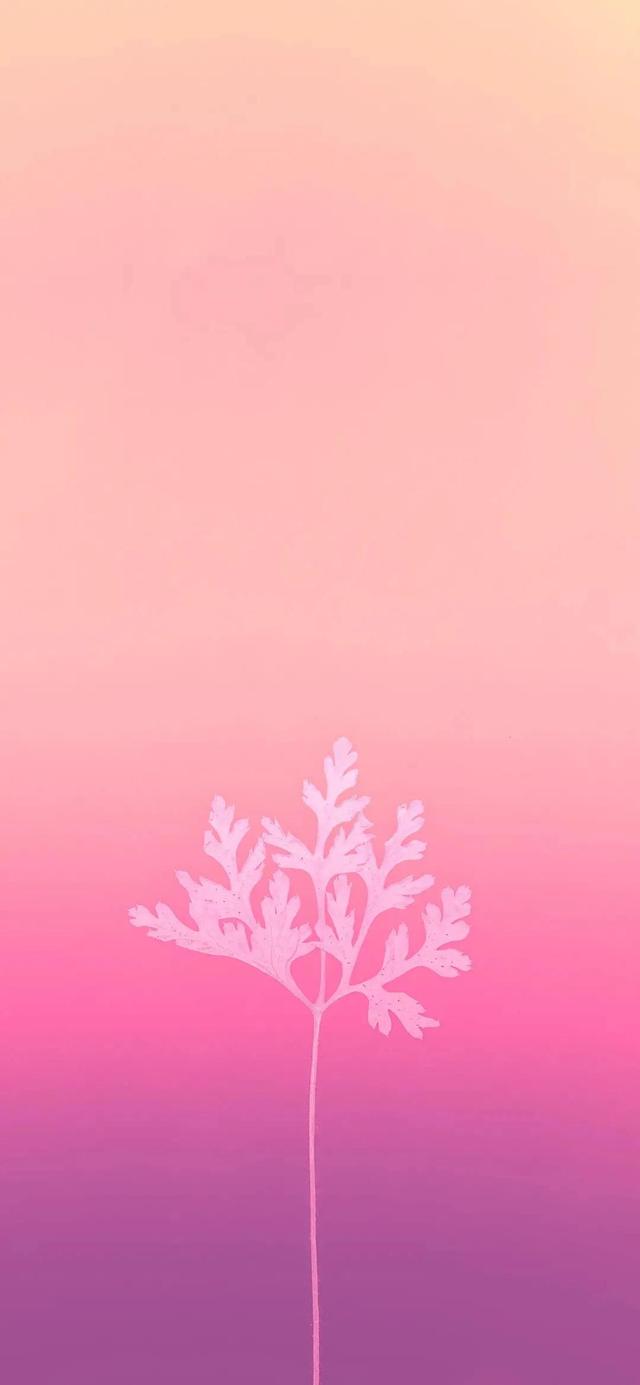 简约粉色背景图，简约粉色背景图片（愿你没有烦恼）